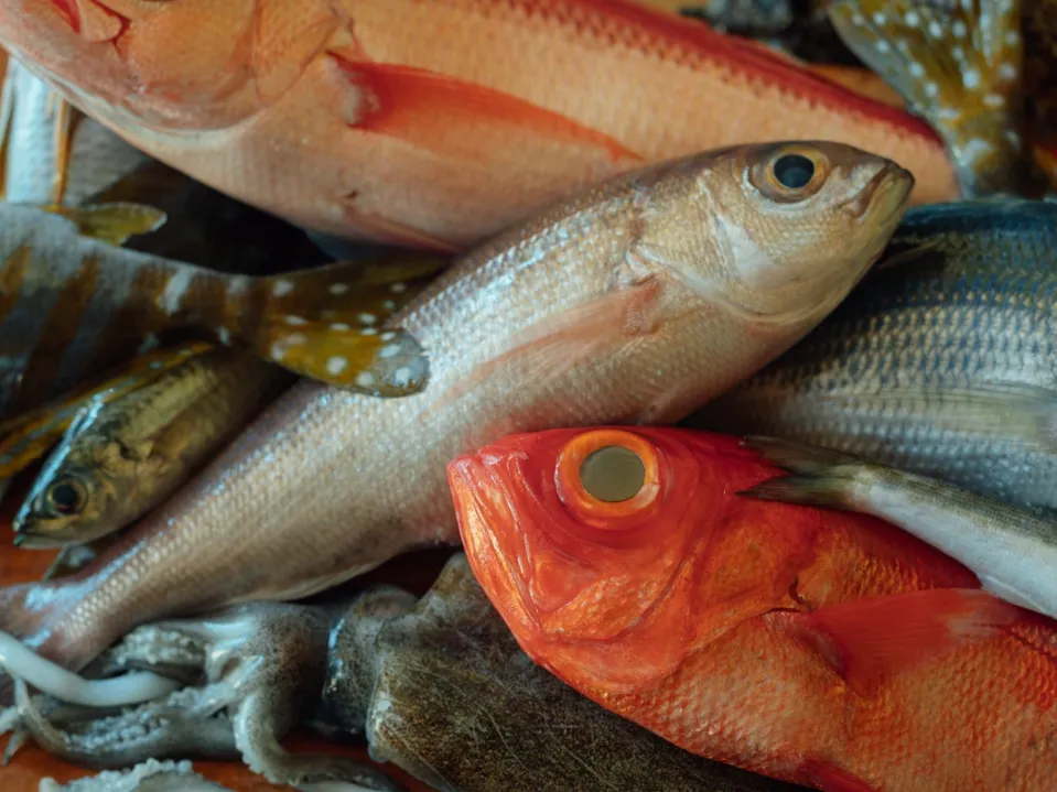 駿河湾から届く新鮮な魚。流通に乗らない貴重な未利用魚も活用