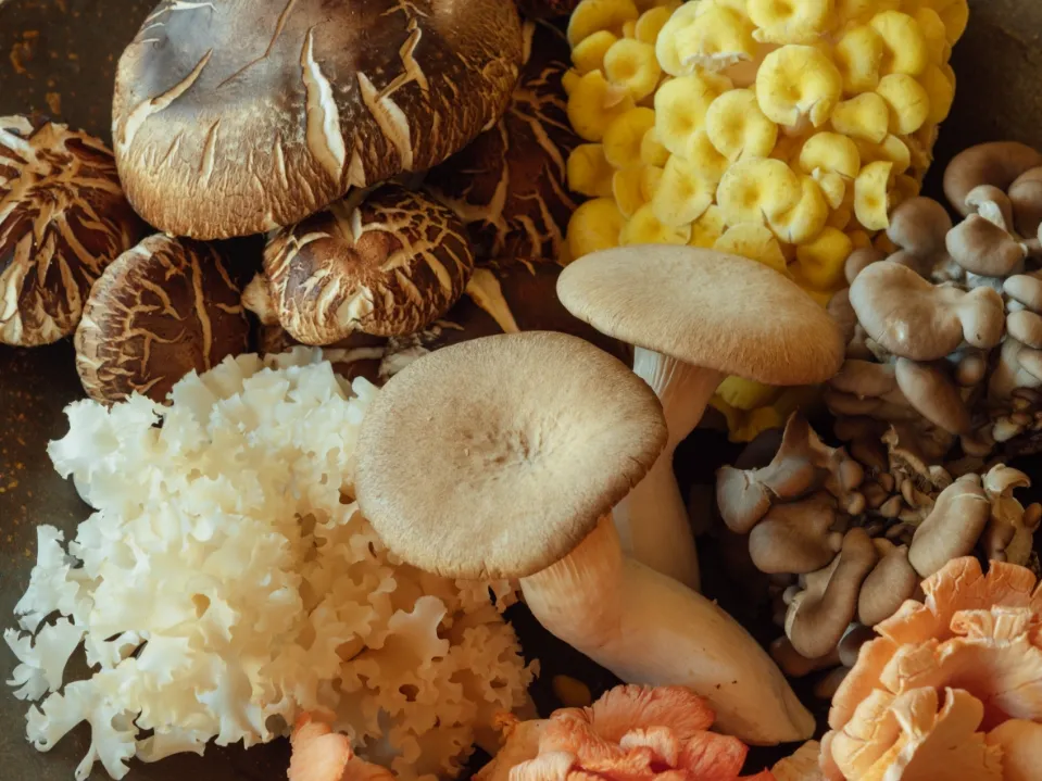 A wide variety of mushrooms from the Izu Peninsula