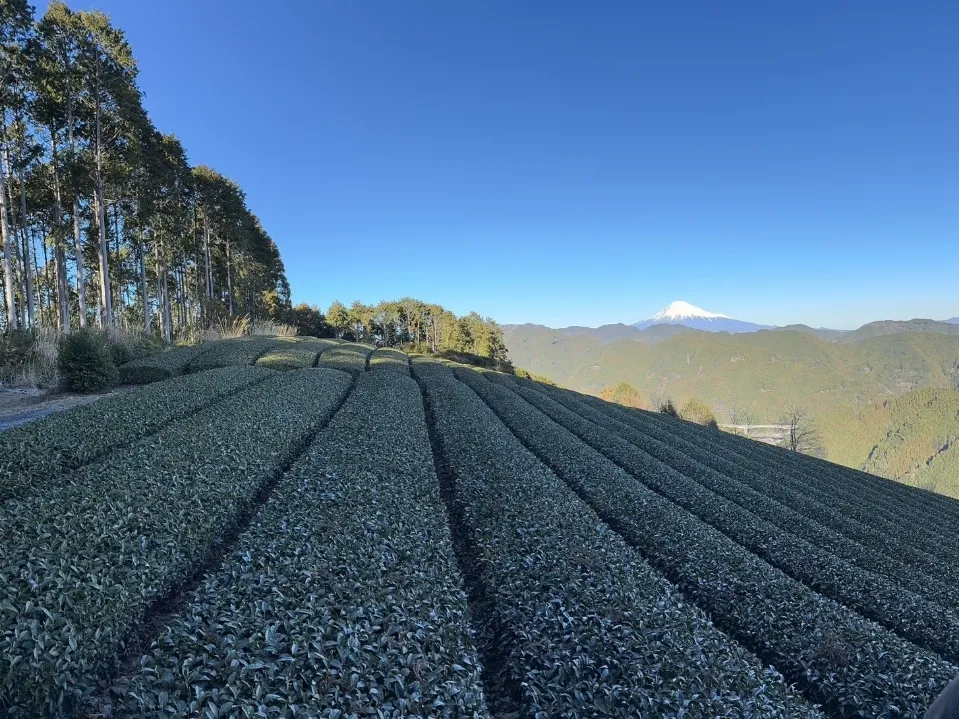 Tea plantations in Shizuoka