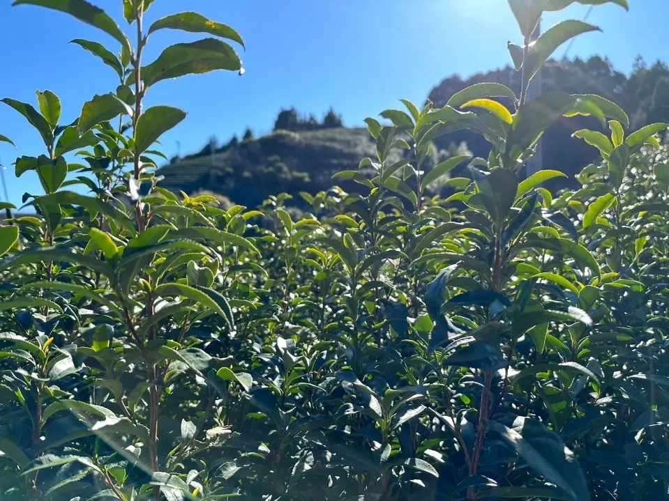 Tea leaves are made by “Sell Tea Nakamura” in Kyoto and always arrive at bekka in fresh condition