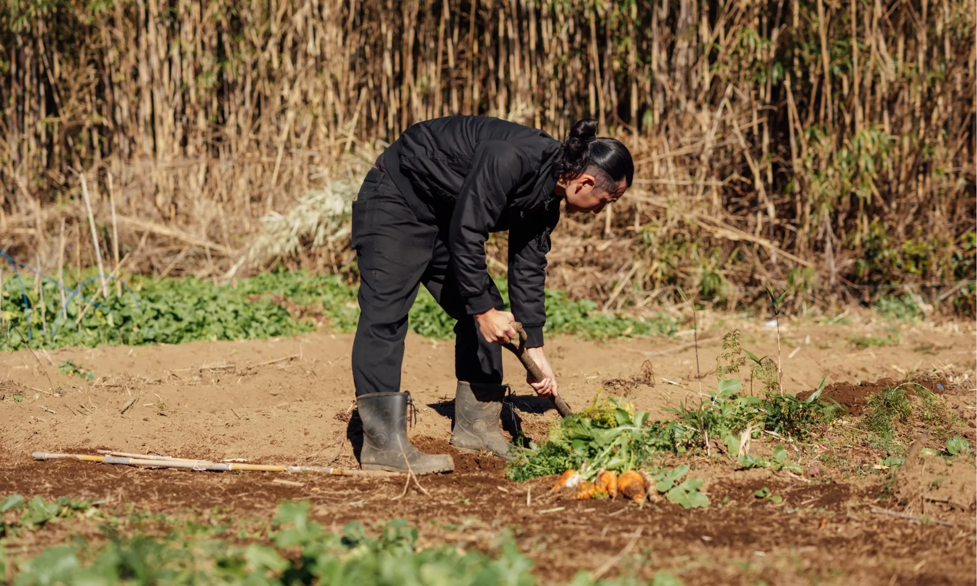 The chef grows vegetables in his own garden, completely pesticide-free.